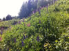 Mountain views from Chalet Chablis